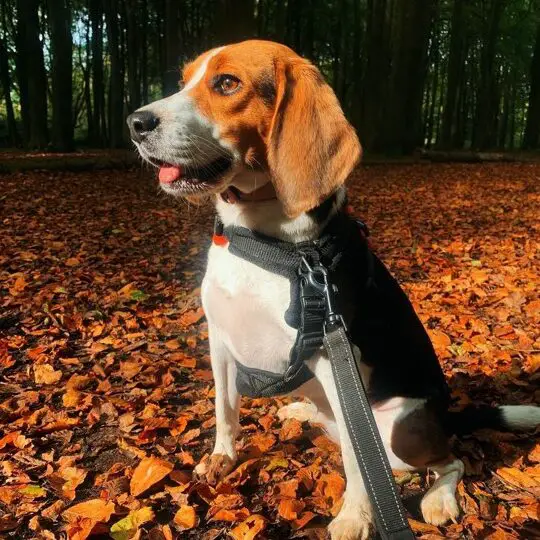 Análisis y estadísticas de las cuentas de Instagram de stellagirlbeagle ...