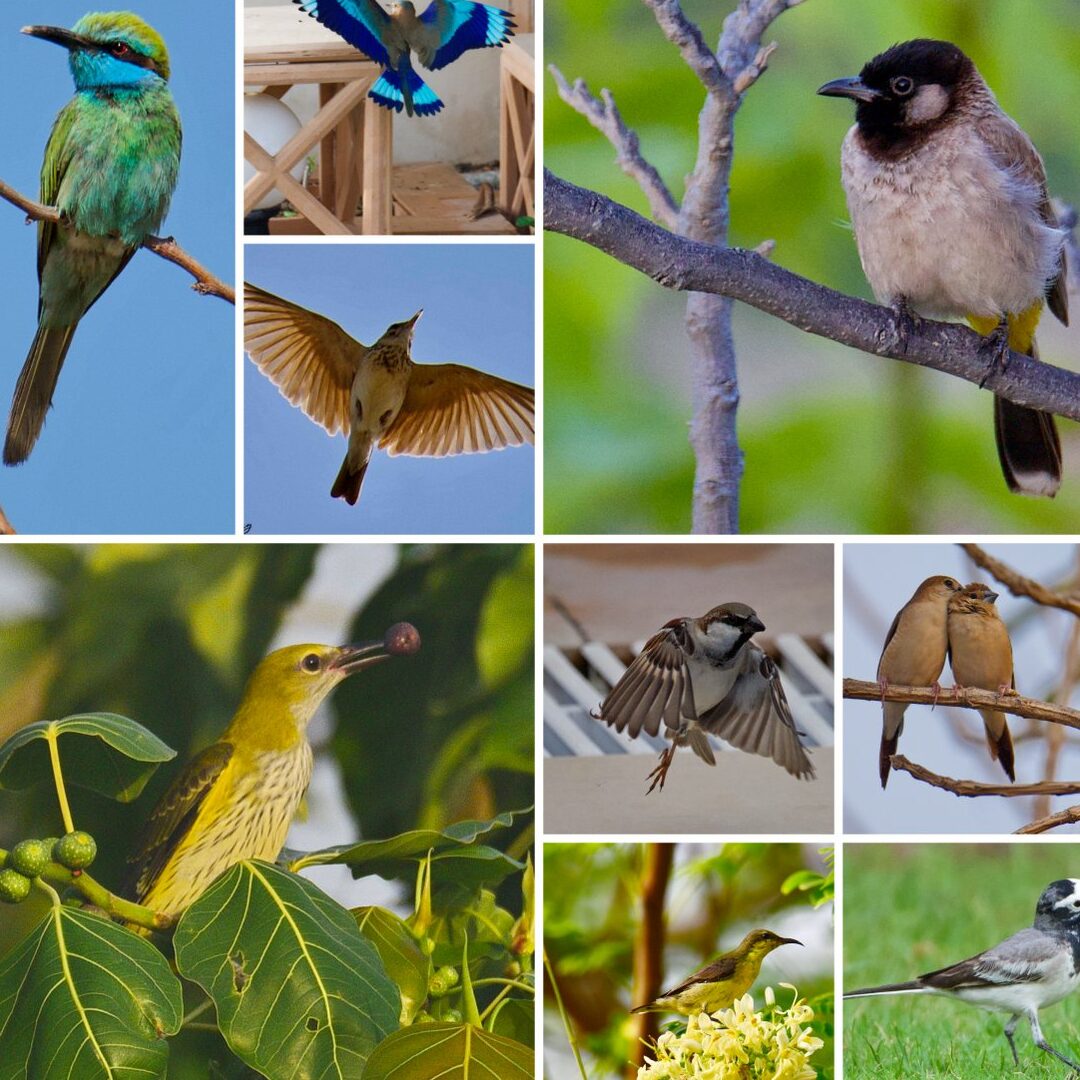 Descubra y lea lo mejor de los hilos de Twitter sobre #birding