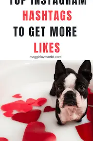 363 hashtags de perros de Instagram |