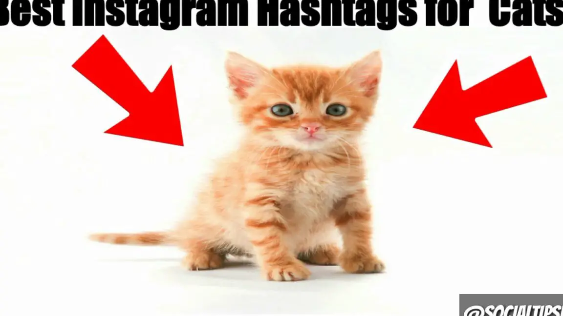 Más de 200 hashtags de gatos de tendencia para hacer crecer tu Instagram o TikTok...