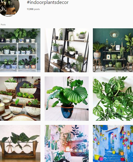 Los 20 mejores hashtags de Instagram para amantes de las plantas de interior