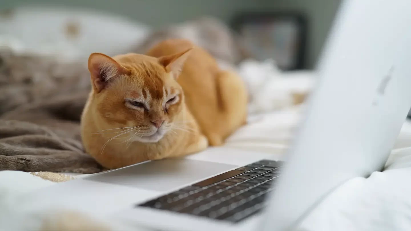 Los mejores hashtags de gatos de Instagram en 2023 [populares y de tendencia]