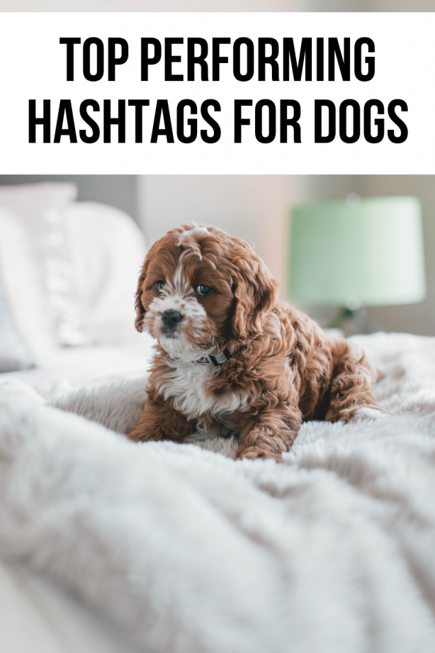 Los mejores hashtags de perros para Instagram Reels 2024: ighashtags.com