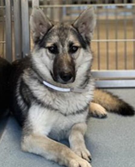 Los mejores hashtags #gsd Descubra y lea lo mejor de los hilos de Twitter sobre #gsd