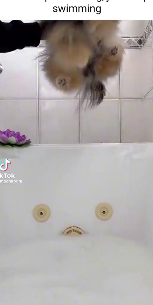 Memes de Mochapom.