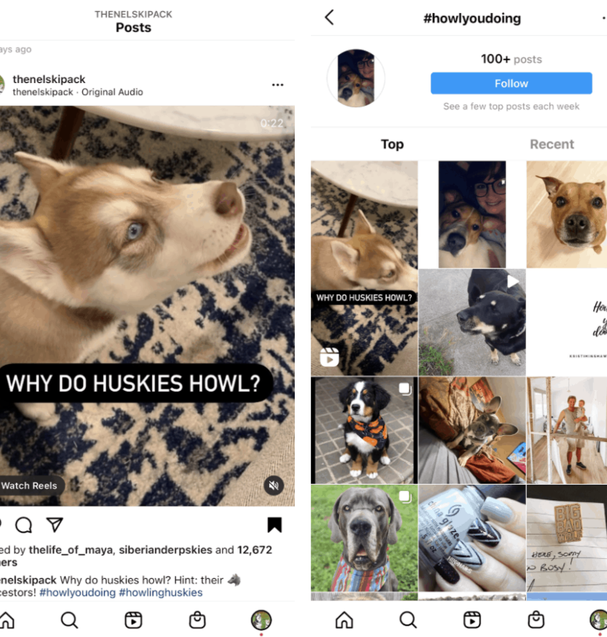 Hashtags 101 para perros en Instagram: lo que necesitas saber – The Nelski...