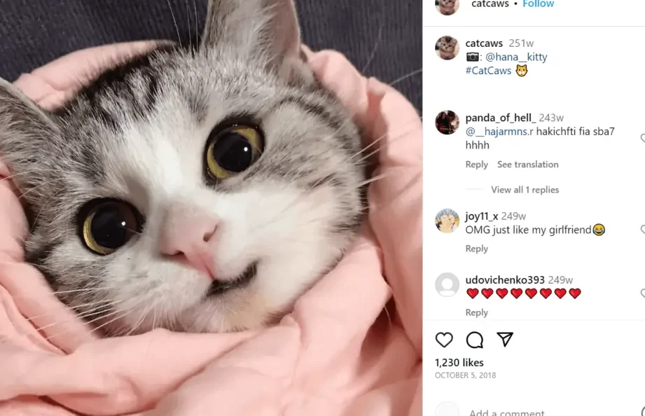 Cat Hashtags (para copiar y pegar) en Instagram para hacer que tu gato...