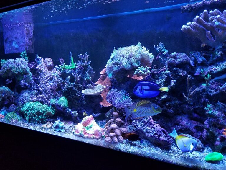 Los mejores hashtags #reeftank Los tanques de arrecife más bellos (de todos los tiempos) - RateMyFishTank.com