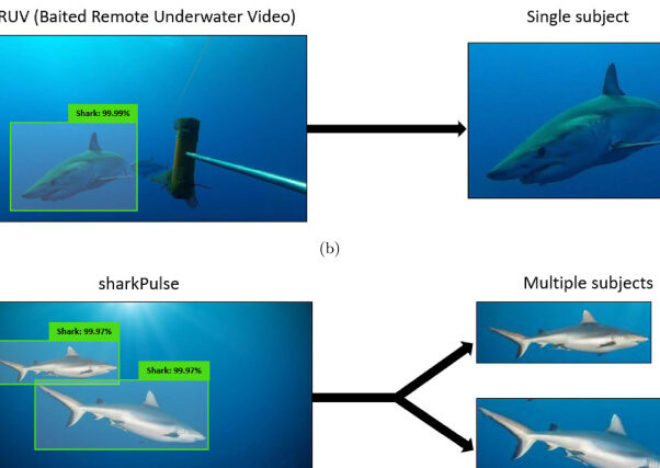 Los mejores hashtags #Tiburón ¿Alguna vez has visto una erección de tiburón?
